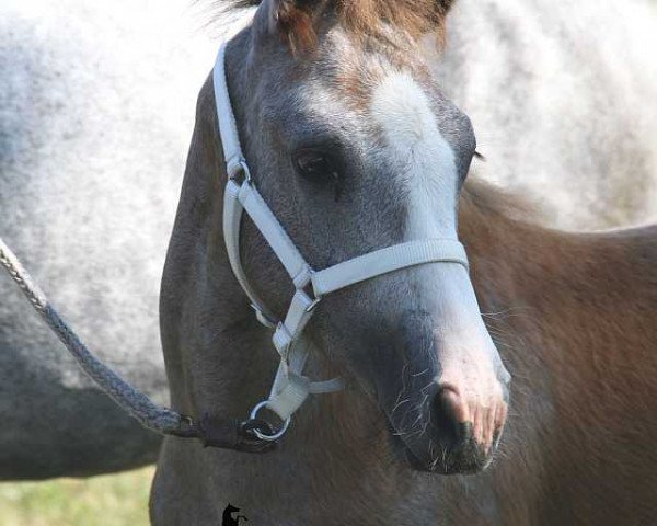 Pferd Libelle (Connemara-Pony, 2013, von Skousboe Morning Rock)