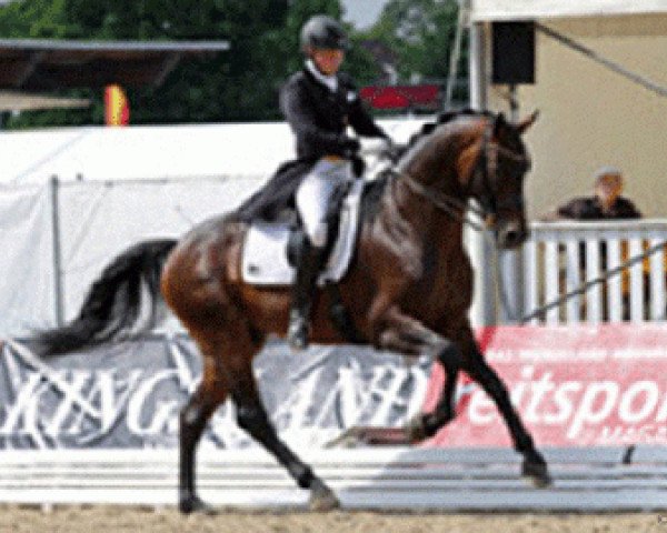 dressage horse D'Coeur Noble (Hanoverian, 2005, from Don Crusador)