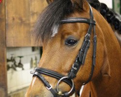 dressage horse Monte Luca Nl (German Riding Pony, 2004, from Monte Christo)