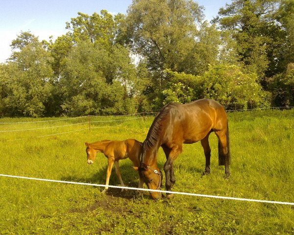 Pferd Wienna (Westfale, 1995, von Winter)