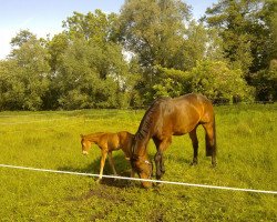 Pferd Wienna (Westfale, 1995, von Winter)