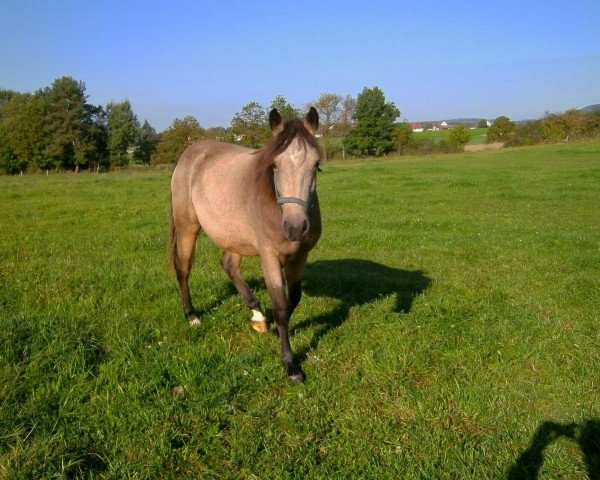 horse Sternbergs Samantha (Connemara Pony, 2012, from El Larry II)