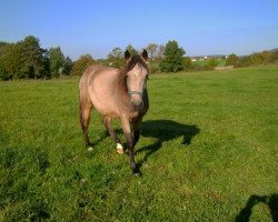 Pferd Sternbergs Samantha (Connemara-Pony, 2012, von El Larry II)