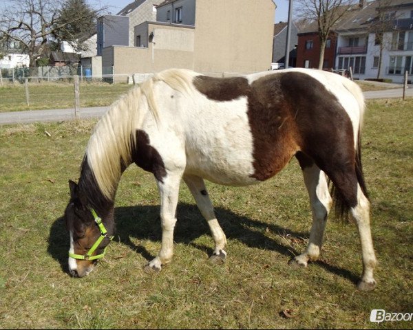 broodmare Daria (Polish Warmblood, 2001, from Halny 64)