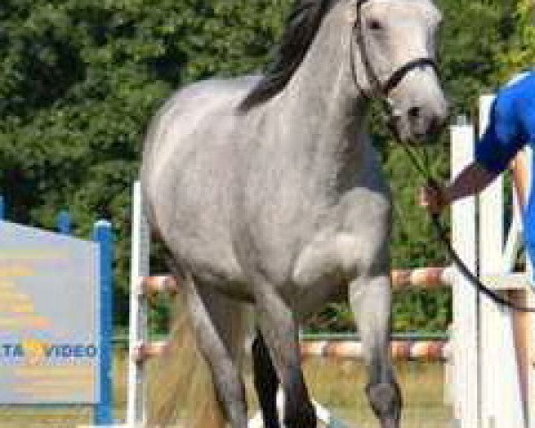 Zuchtstute Slieve Bloom Lily (Connemara-Pony, 2005, von Streamstown Larry)