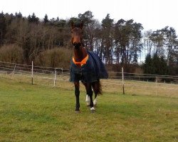 horse Leica (Hessian Warmblood, 2002, from Leicester)