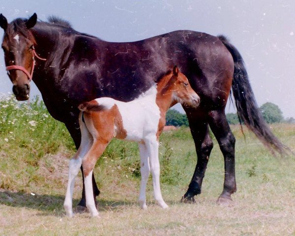 broodmare Imke (Little German Riding Horse,  )