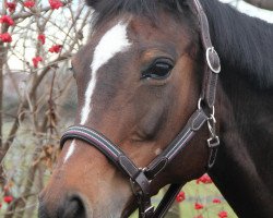 broodmare Pasadena (Oldenburg, 1998, from Painter's Row xx)