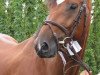 dressage horse Charly Lopez (Oldenburg, 2005, from Chico's Boy)