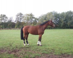 broodmare Fighting Luna (Westphalian, 2006, from Fighting Alpha)