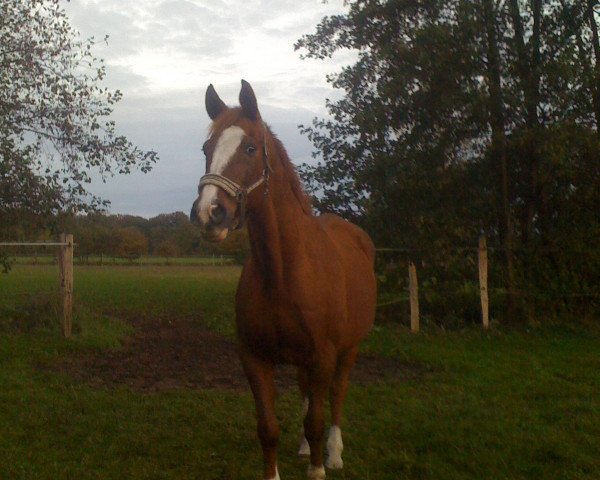 horse Sundance Panait (Trakehner, 1990, from Altan II 1378)