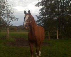 horse Sundance Panait (Trakehner, 1990, from Altan II 1378)