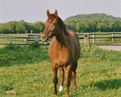 broodmare Fee (Rhinelander, 1998, from Fidermark)