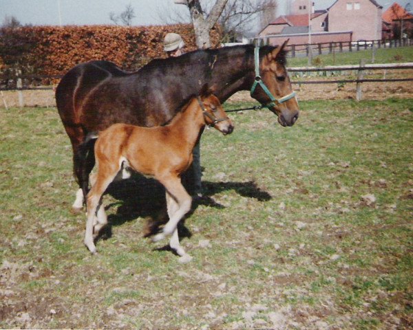 broodmare Marina (Rhinelander, 1973, from Martell)