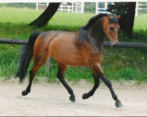 horse Faible (Rhinelander, 1991, from Fabelhaft)