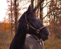 dressage horse Dakota Dance (Oldenburg, 2004, from Drakdream)