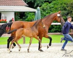 broodmare La Luna (Oldenburg, 2001, from Landclassic)