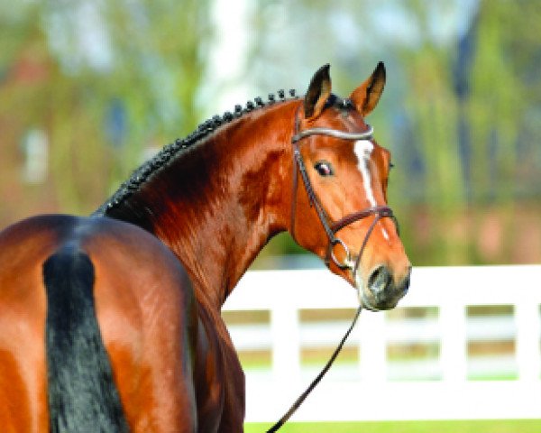 stallion Baloutelli 2 (Westphalian, 2011, from Baloubet du Rouet)