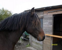 dressage horse Just Lennox (unknown, 2011)