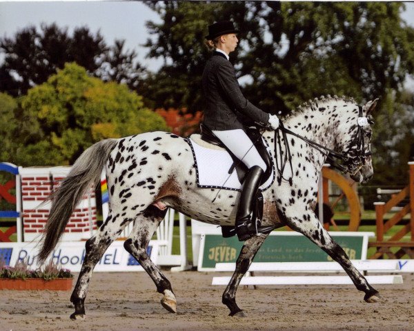 stallion Shaddow of Severloh (Little German Riding Horse, 1997, from Corrado 31)