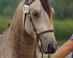 stallion Just too late (Welsh-Cob (Sek. D), 2011, from Menai The Rector)