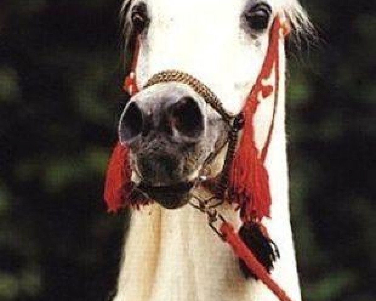 stallion Maddah EAO (Arabian purebred, 1966, from Morafic 1956 EAO)