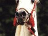 stallion Maddah EAO (Arabian thoroughbred, 1966, from Morafic 1956 EAO)