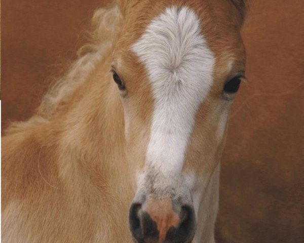 Pferd Nandor Lennox (3,125% ox) (Haflinger, 2009, von Novill)