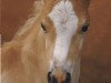 horse Nandor Lennox (3,125% ox) (Haflinger, 2009, from Novill)