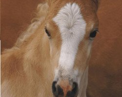 horse Nandor Lennox (3,125% ox) (Haflinger, 2009, from Novill)