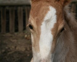 Pferd Wintertraum (3,91% ox) (Edelbluthaflinger, 2011, von Winterzauber)