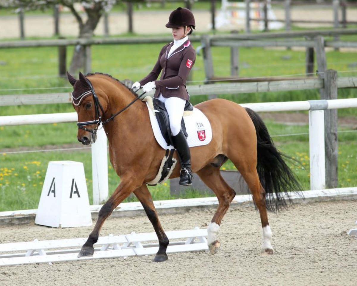 Dressurpferd Dow Jones 32 (Deutsches Reitpony, 1999, von FS Don't Worry)
