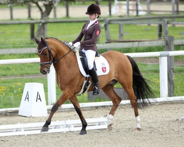 dressage horse Dow Jones 32 (German Riding Pony, 1999, from FS Don't Worry)