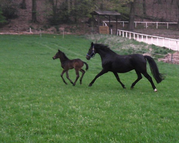 Zuchtstute Royal Heureka (Westfale, 1992, von Royal Angelo I)