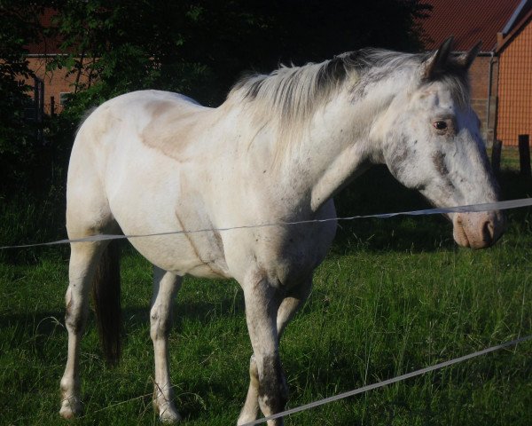 Springpferd Marengo (Appaloosa, 1997, von Taro af Boruplund)