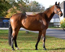 dressage horse Paul Pattern (Westphalian, 2007, from Primeur's As)