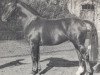 stallion Dachs (Hanoverian, 1959, from Donatus)