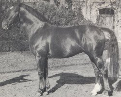 Deckhengst Dachs (Hannoveraner, 1959, von Donatus3911)