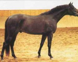 stallion Euros (Czech Warmblood, 1996, from Eol)