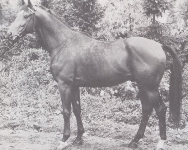 stallion Gunter (Hessian Warmblood, 1974, from Gunnar)