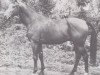 stallion Gunter (Hessian Warmblood, 1974, from Gunnar DH 185)