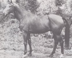 Deckhengst Gunter (Hessisches Warmblut, 1974, von Gunnar)