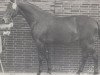 stallion Westwind (Hanoverian, 1969, from Waidmannsdank xx)