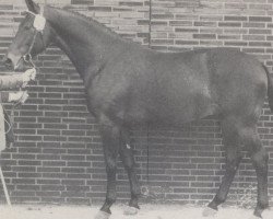 stallion Westwind (Hanoverian, 1969, from Waidmannsdank xx)