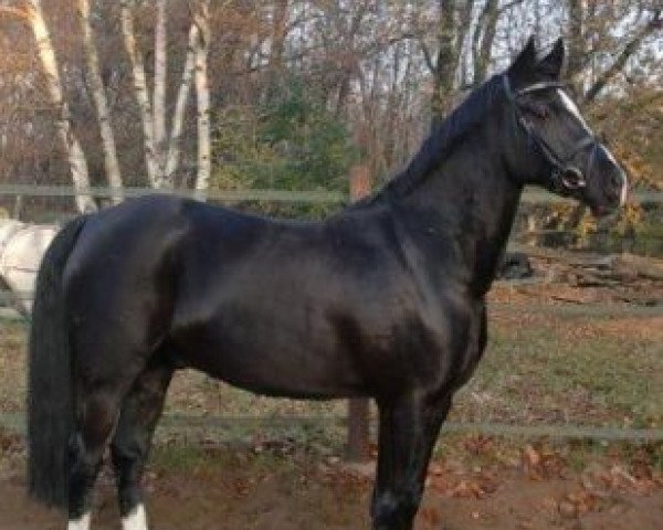 dressage horse M-Nantano (German Riding Pony, 2003, from Moraco)
