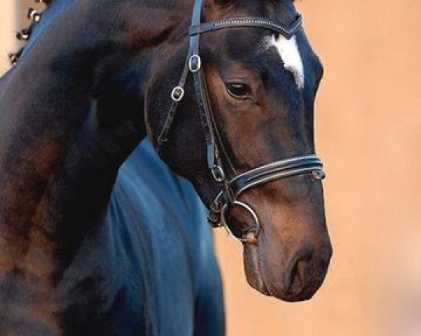 stallion Sir Calypso (Hanoverian, 2005, from Sandro Hit)