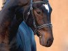 stallion Sir Calypso (Hanoverian, 2005, from Sandro Hit)