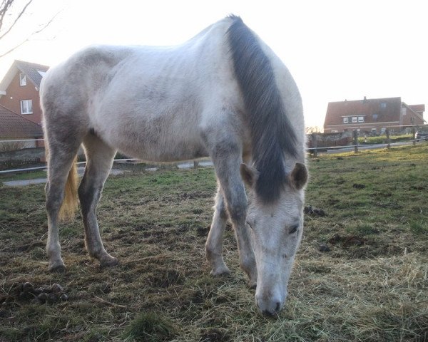 Pferd Faenera 3 (Pura Raza Espanola (PRE), 1998, von Jugueton XII)