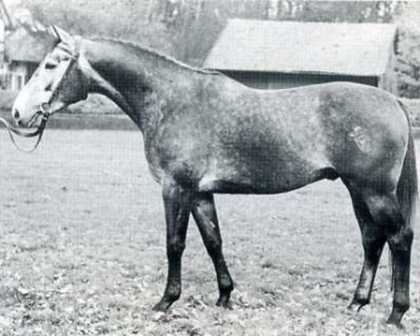 stallion Marengo (Holsteiner, 1966, from Marlon xx)