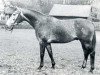 stallion Marengo (Holsteiner, 1966, from Marlon xx)